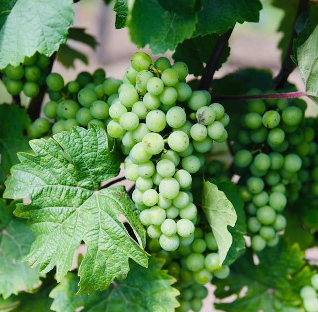 Romanian Wine Sector Secures Protected Designation of Origin for Cotnari Sweet Wines