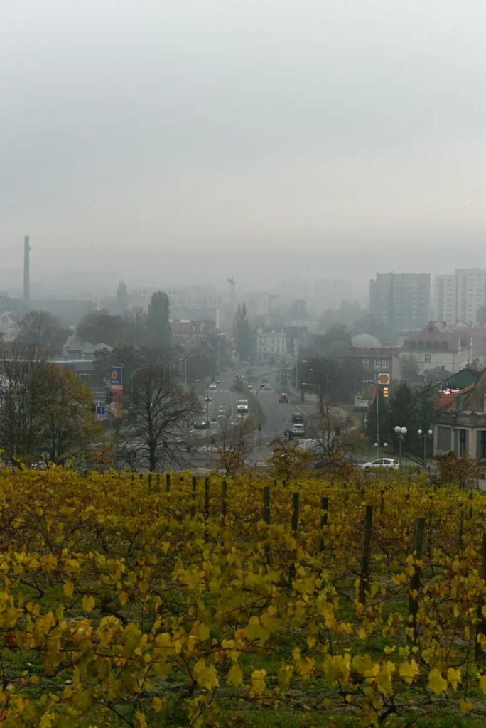 zielona góra the-origo-of-polish-wine