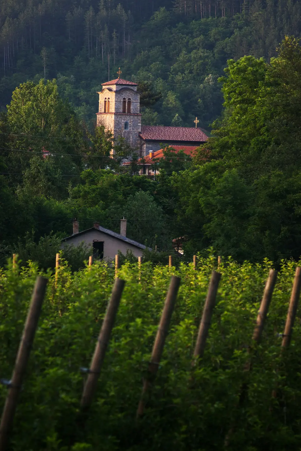 Serbian Wine, The Unexpected Surprise That You’ll Never Forget