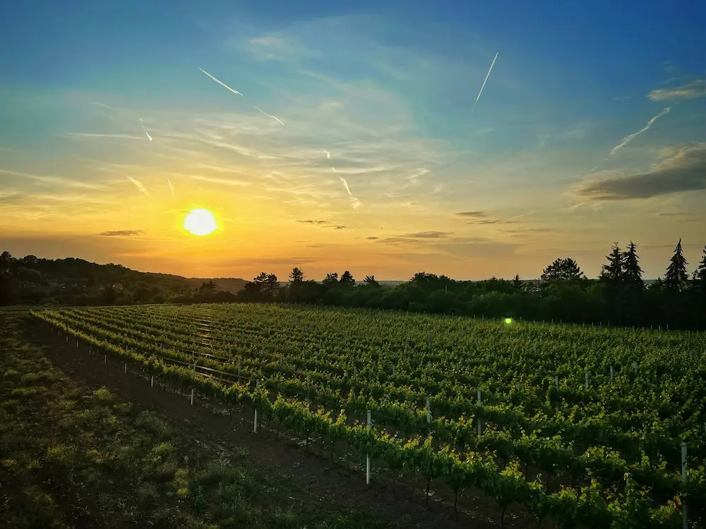 serbian wine novi sad vineyard