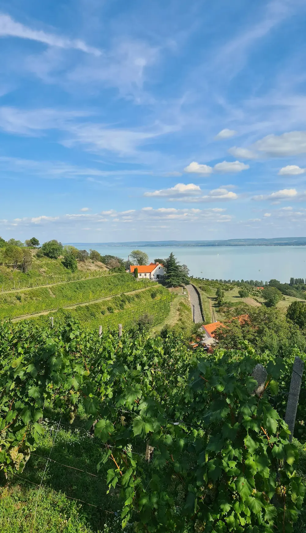 The Hungarian Wine Mosaic That Will Surprise You