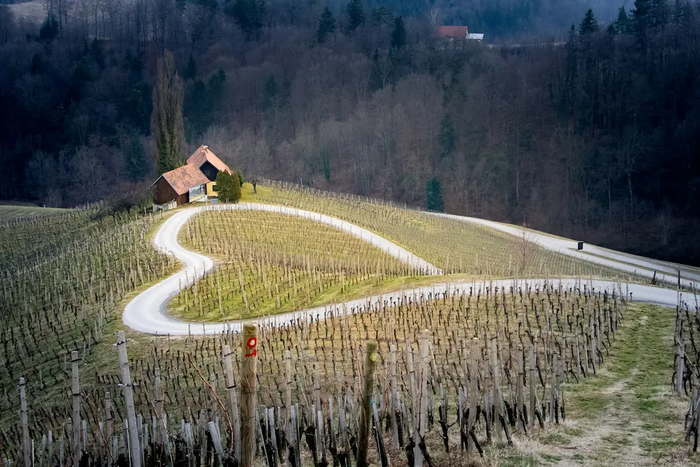 Slovenian Wine Wonders That Will Make You Fall in Love