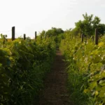 romania wine production growth in 2025 comes from favourable conditions
