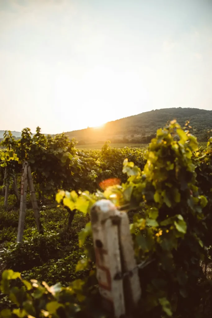 slovak vineyard view